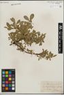 Foto von Salix kitaibeliana Willd.